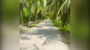 Con đường rợp bóng dừa xanh ở miền Tây