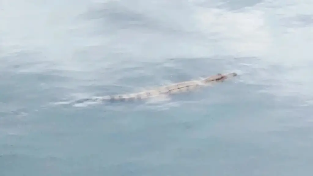 Dùng AI tạo ảnh cá sấu bơi dưới sông để dọa em gái