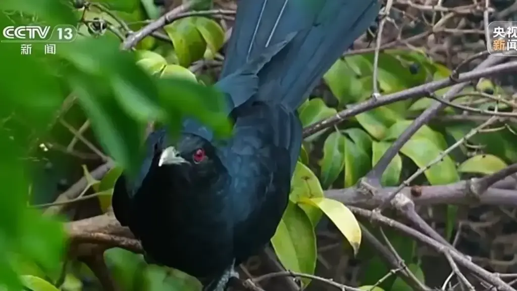 Hiệu trưởng từ chối dẹp tổ chim cho học sinh ôn thi