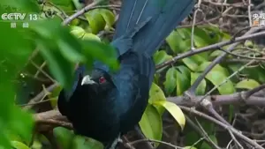 Hiệu trưởng từ chối dẹp tổ chim cho học sinh ôn thi