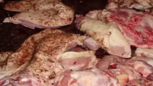 Hồ sơ công ty bán thịt lợn bệnh cho nhiều trường học tại Hà Nội