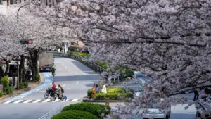 Hoa anh đào nhuộm hồng các tuyến đường ở Tokyo