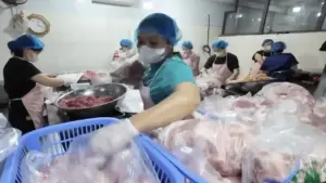 Kiểm tra đột xuất doanh nghiệp liên quan đường dây tiêu thụ gần 300 tấn heo bệnh