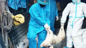 300 tấn heo bệnh vào trường học: Ăn thịt nhiễm dịch tả heo châu Phi gây hại thế nào?