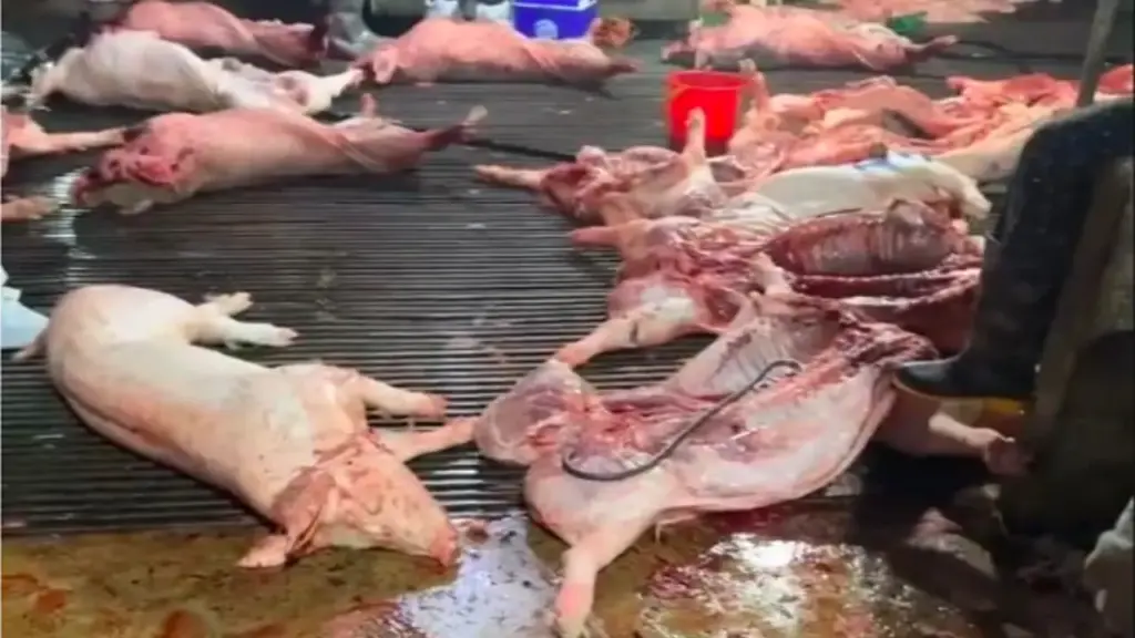 300 tấn lợn bệnh tuồn vào trường, Bộ Y tế 'siết' bếp ăn tập thể