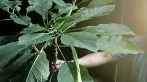 Ba người ngộ độc sau khi ăn rau lạ