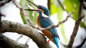 Bắt gặp chim bói cá săn mồi chớp nhoáng giữa Hồ Gươm