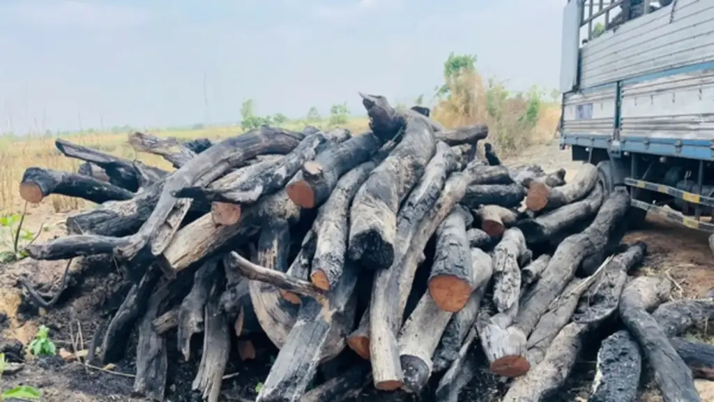 Bắt giữ lượng lớn cây rừng không rõ nguồn gốc ở Gia Lai