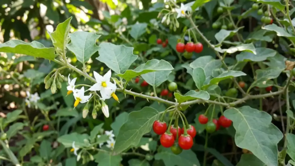 Cà gai leo có giúp trị khỏi viêm gan B?