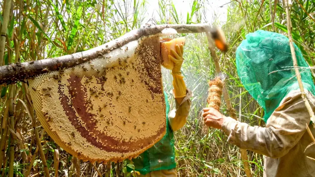 Cà Mau phê duyệt phát triển du lịch sinh thái U Minh Hạ hơn 1.300ha
