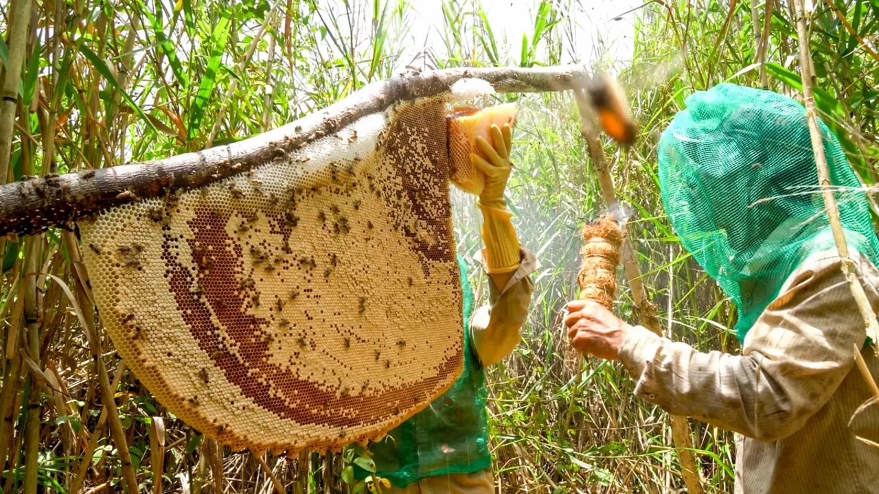 Cà Mau phê duyệt phát triển du lịch sinh thái U Minh Hạ hơn 1.300ha