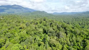 Cả nước có gần 15 triệu ha rừng, Lâm Đồng đứng đầu về diện tích