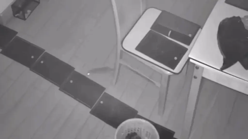 Camera ghi cảnh chuột ung dung vượt bẫy của chủ nhà