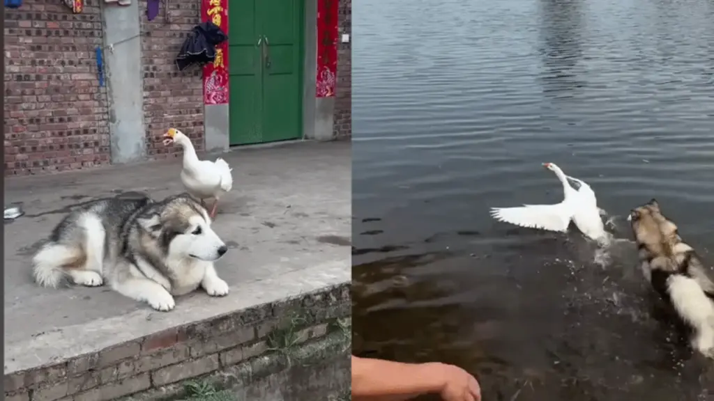Chủ nhà bất lực vì trận chiến không hồi kết giữa ngỗng – Husky