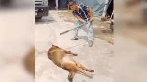 Chủ nhà bị chó becgie cắn tử vong