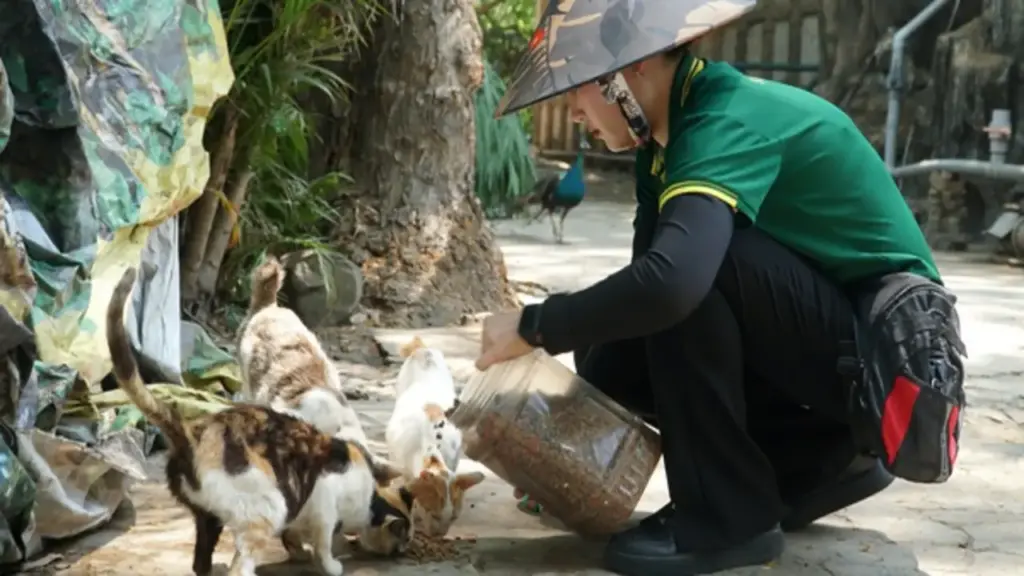 Chuyện về 100 con mèo hoang 'không hộ khẩu' ở Thảo Cầm Viên Sài Gòn