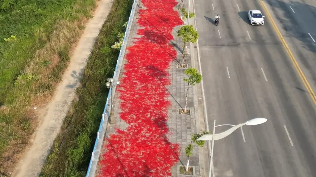 Con đường 9 km đỏ rực ớt ở Quảng Ngãi