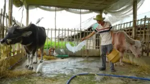 Con trâu không cày ruộng mà làm du lịch ở miền Tây, kết bạn với đàn cò