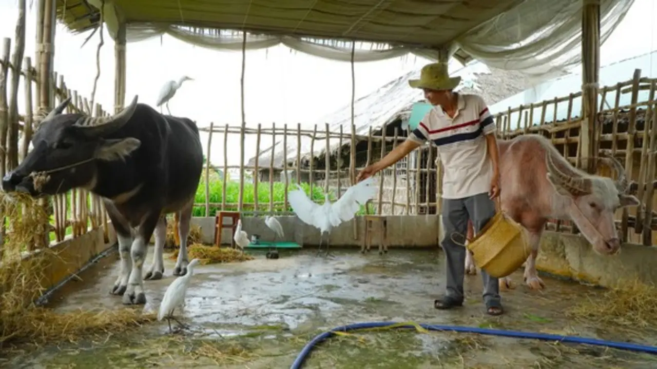 Con trâu không cày ruộng mà làm du lịch ở miền Tây, kết bạn với đàn cò