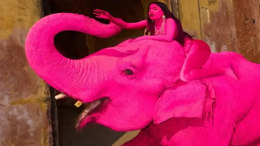 Con voi 65 tuổi bị sơn màu hồng rực để chụp ảnh, hiện đã qua đời