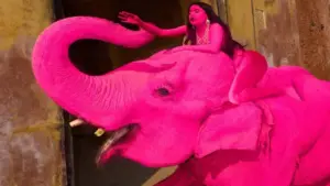 Con voi 65 tuổi bị sơn màu hồng rực để chụp ảnh, hiện đã qua đời