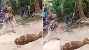 Cụ ông 83 tuổi tử vong thương tâm do bị chó béc giê nhà nuôi tấn công