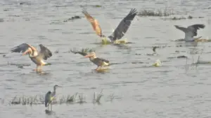 Đàn bồ nông quý hiếm về Vườn quốc gia Tràm Chim sau nhiều năm