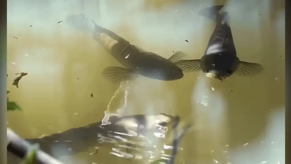 Đàn cá lóc 'tắm nắng' như đi nghỉ dưỡng