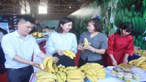 Đồng Nai xuất 220 tấn chuối tươi sang Nhật Bản, Hàn Quốc, Trung Quốc