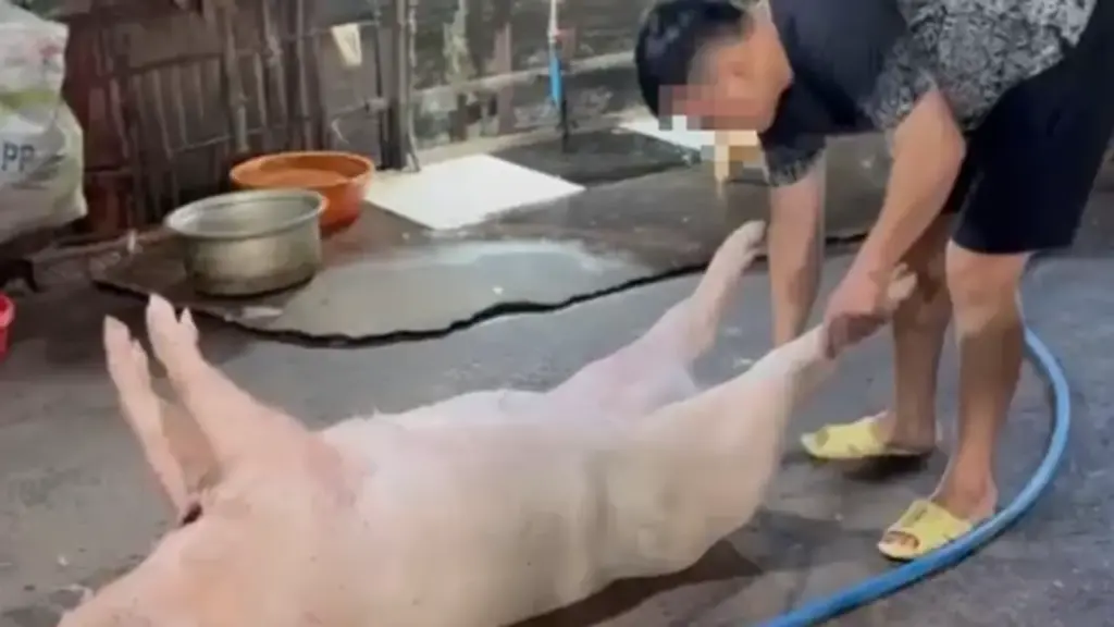 Đột kích 2 lò giết mổ heo 'chui' trong hẻm sâu ở TP.HCM