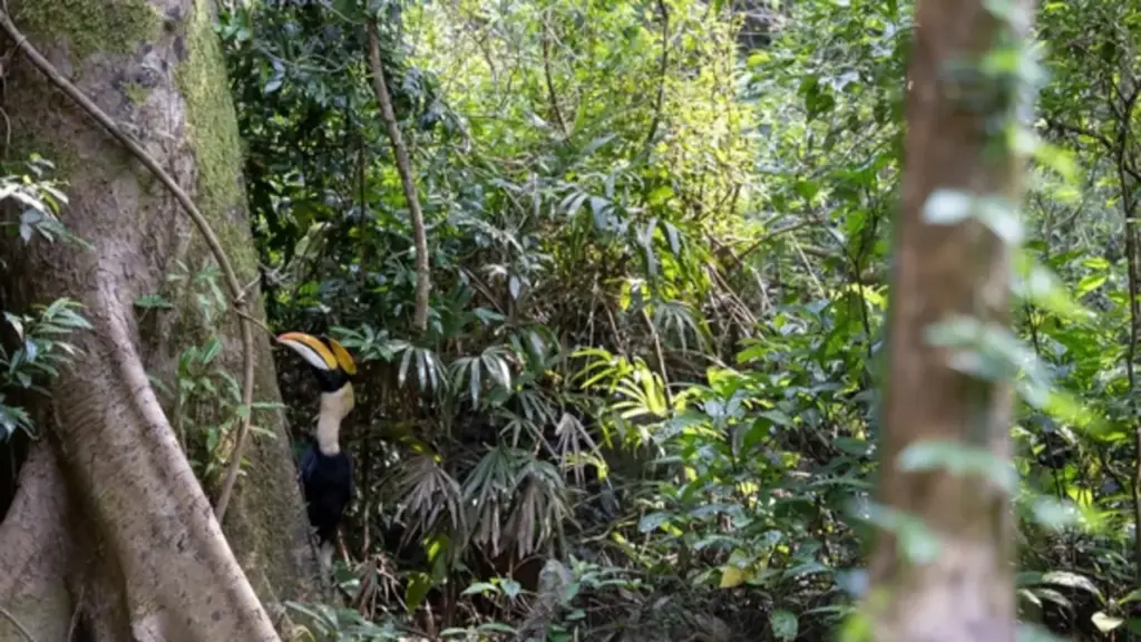 Gần 170 cá thể động vật quý hiếm được thả về rừng Phong Nha - Kẻ Bàng