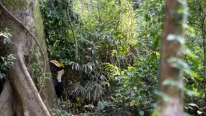 Gần 170 cá thể động vật quý hiếm được thả về rừng Phong Nha - Kẻ Bàng