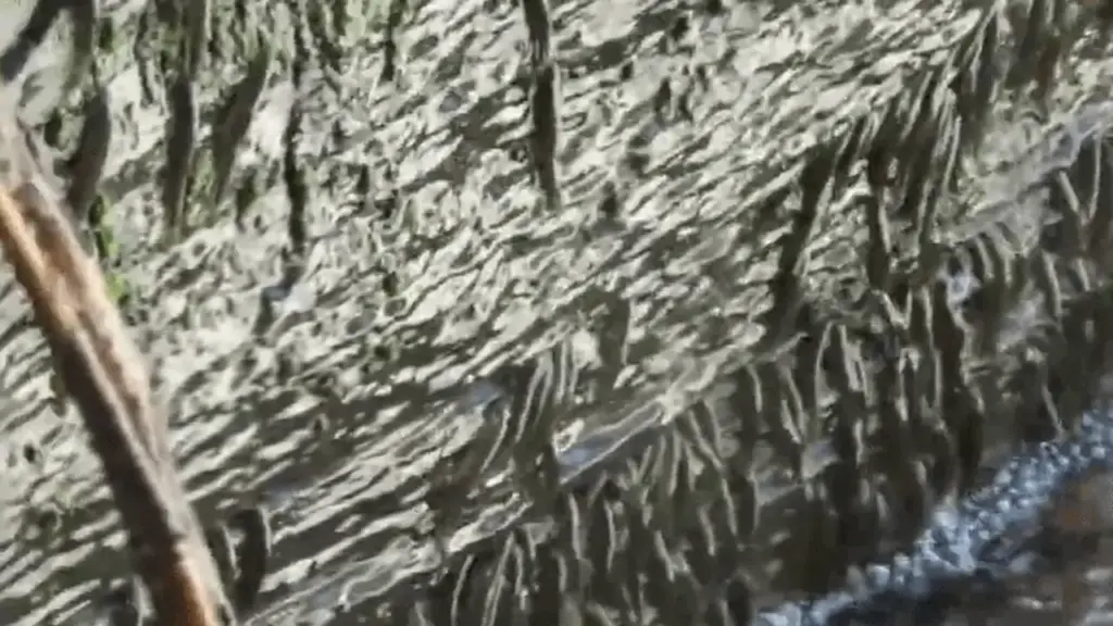 Hiện tượng hiếm: Hàng ngàn con cá leo thác thẳng đứng suốt 10 giờ