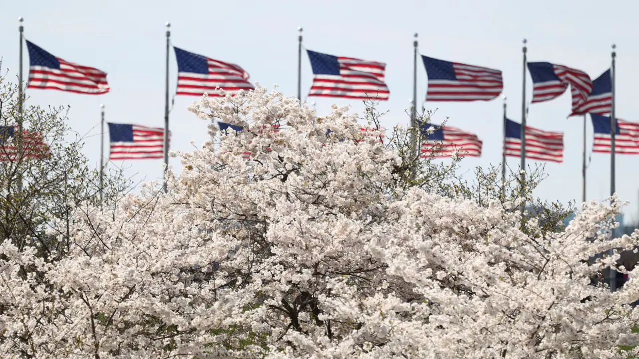 Hoa anh đào bung nở ở Washington