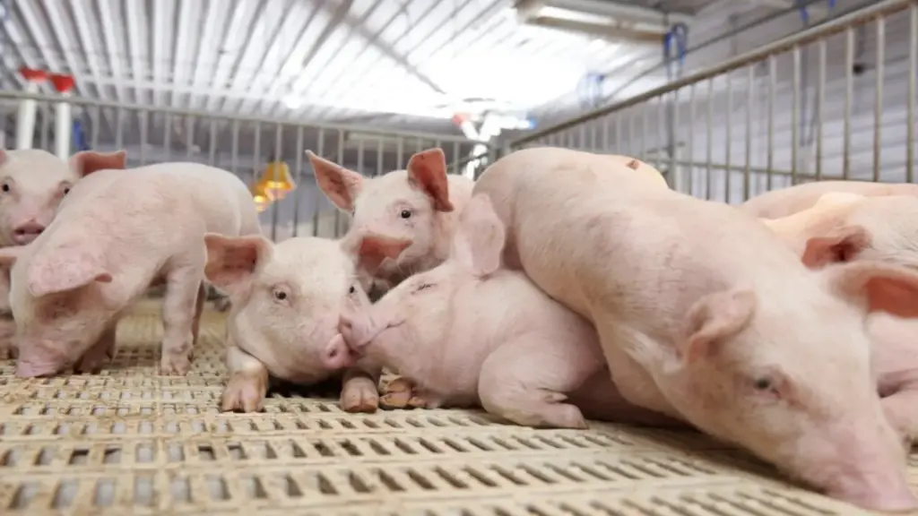 Hội nghị khoa học chăn nuôi heo lớn nhất thế giới tại TP.HCM tháng 6-2026