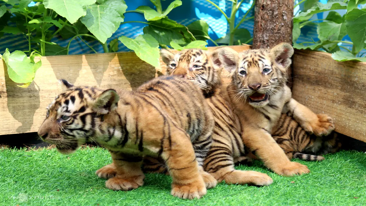 Khách đổ về vườn thú ở Quy Nhơn xem ba hổ con Bengal mới sinh
