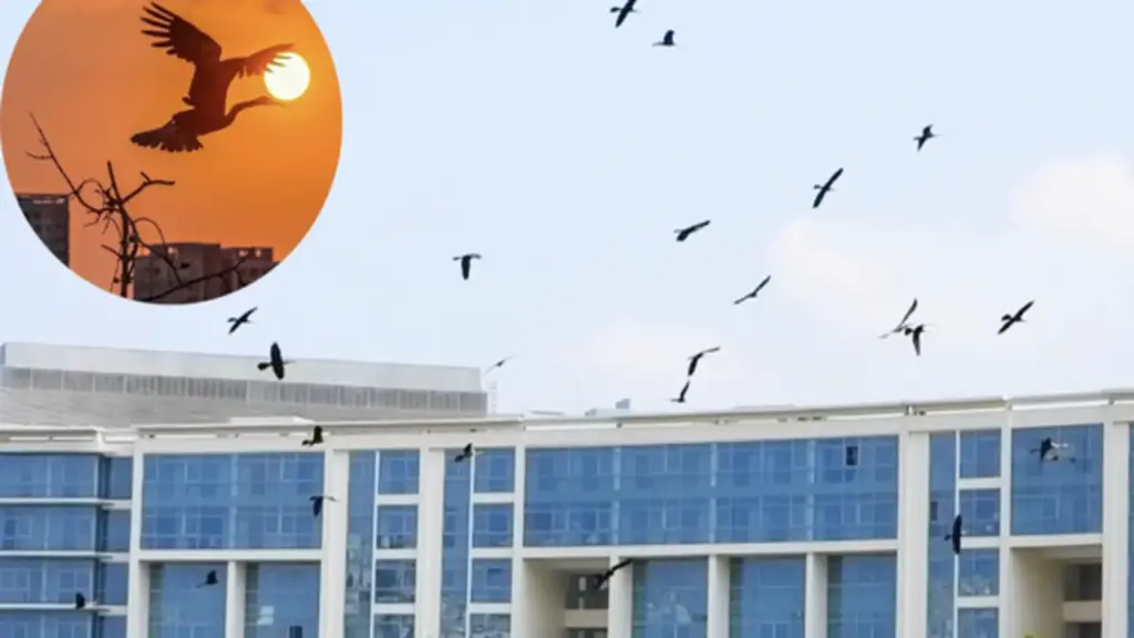 Khoảnh khắc bầy chim quý trong Sách đỏ vỗ cánh chao lượn ở 'khu nhà giàu' TP.HCM