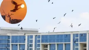 Khoảnh khắc bầy chim quý trong Sách đỏ vỗ cánh chao lượn ở 'khu nhà giàu' TP.HCM