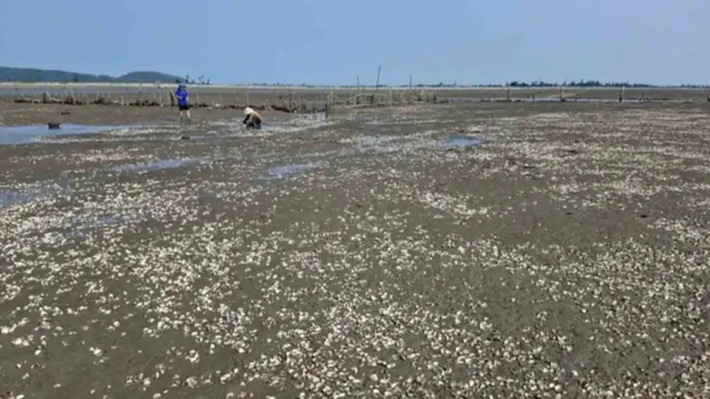 Lấy mẫu phân tích nguyên nhân ngao chết bất thường ở Hà Tĩnh