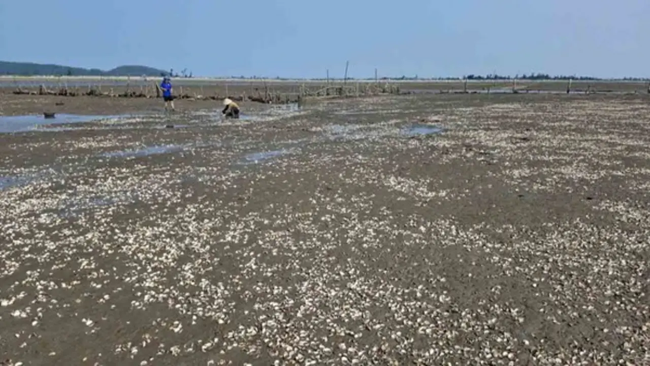 Lấy mẫu phân tích nguyên nhân ngao chết bất thường ở Hà Tĩnh