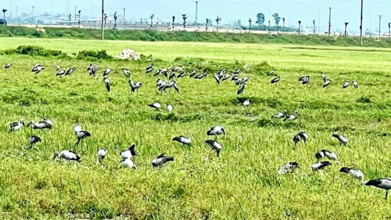 Loài chim quý hiếm trong Sách đỏ Việt Nam xuất hiện ngoài đồng, người dân tò mò