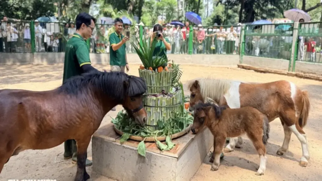 'Nàng' ngựa lùn Ca Cao siêu tinh nghịch trong tiệc đầy tháng ở Thảo Cầm Viên