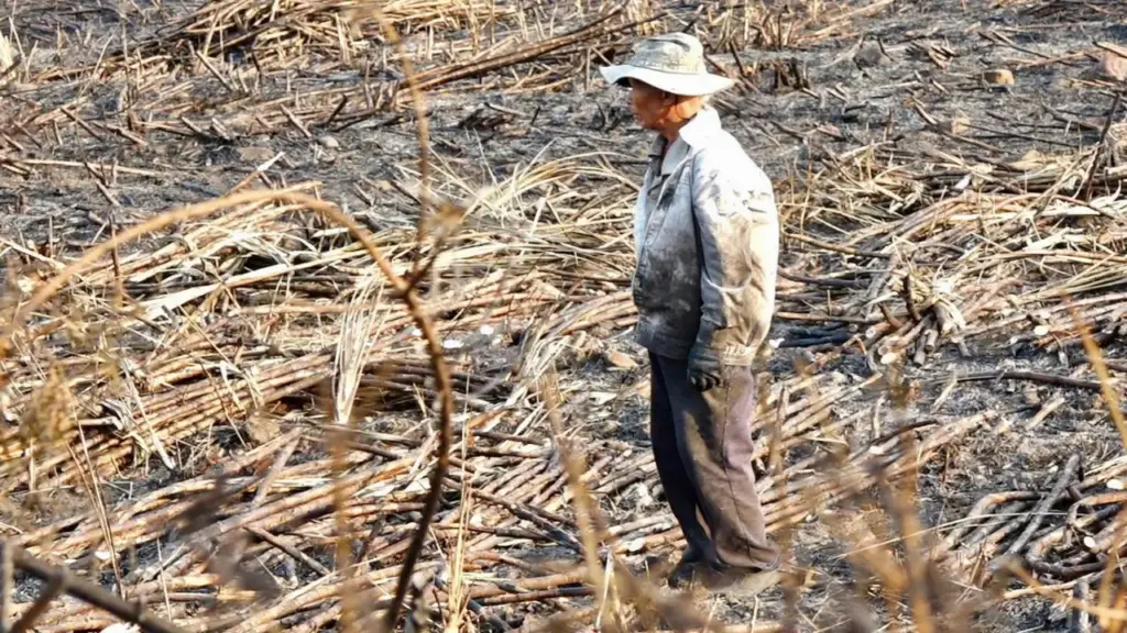 Nắng nóng, đồng mía cháy liên tiếp, nông dân thiệt hại nặng
