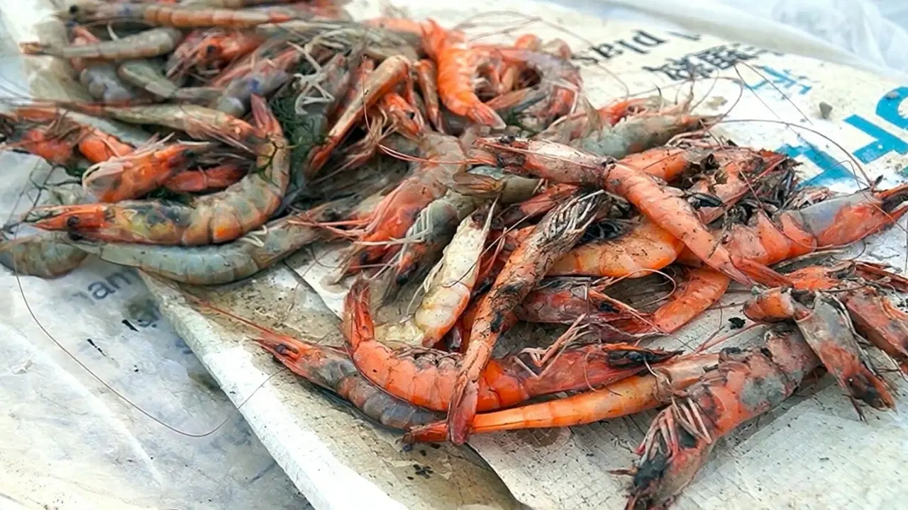 Nắng nóng làm tôm, cua Cà Mau chết hàng loạt