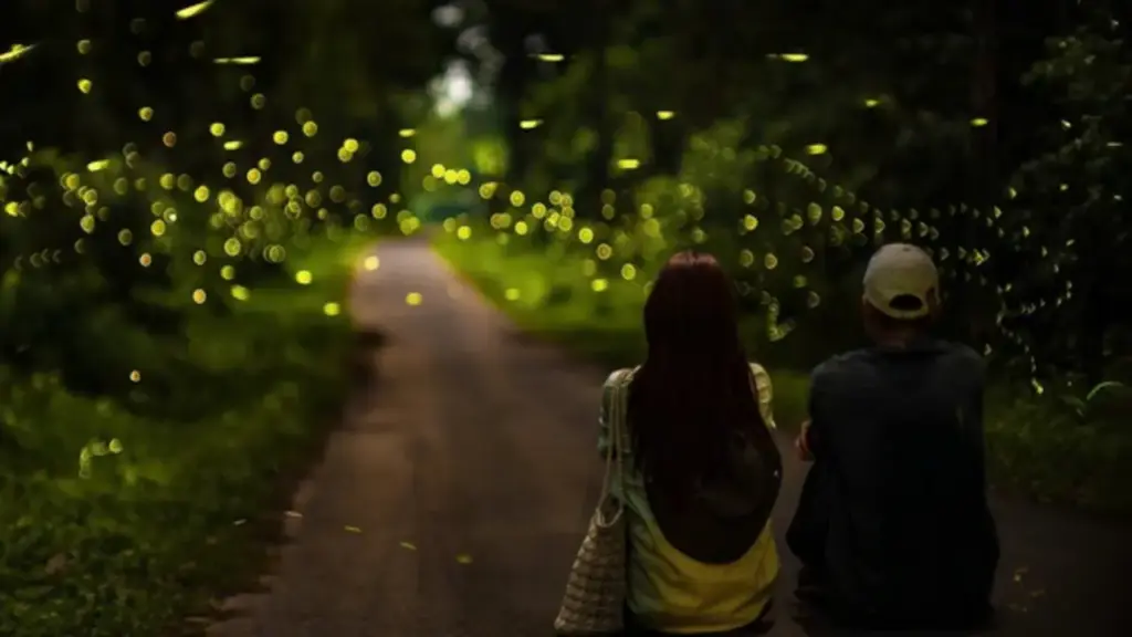 Ngắm đom đóm ban đêm ở rừng Cúc Phương: Hãy đến như một vị khách biết lắng nghe!