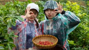 Nhiều hoạt động đặc sắc kỷ niệm 100 năm cây cà phê Khe Sanh