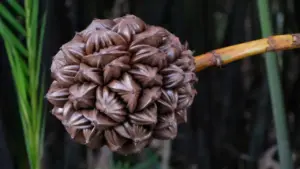 Tham gia VnExpress Marathon Green Paradise Cần Giờ, VĐV có thể trải nghiệm những đặc sản nào?