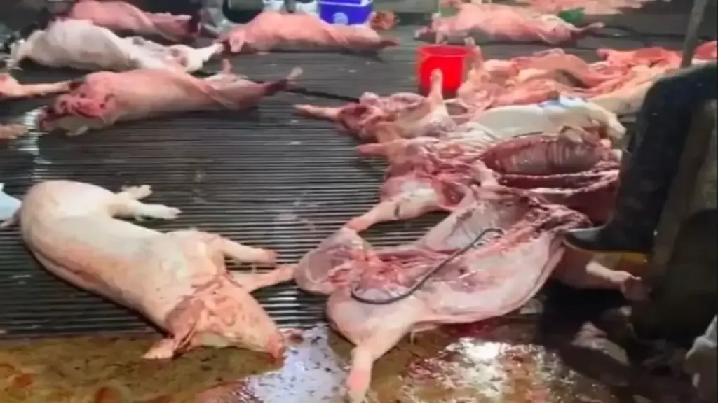 Thịt lợn bệnh có an toàn khi nấu chín?