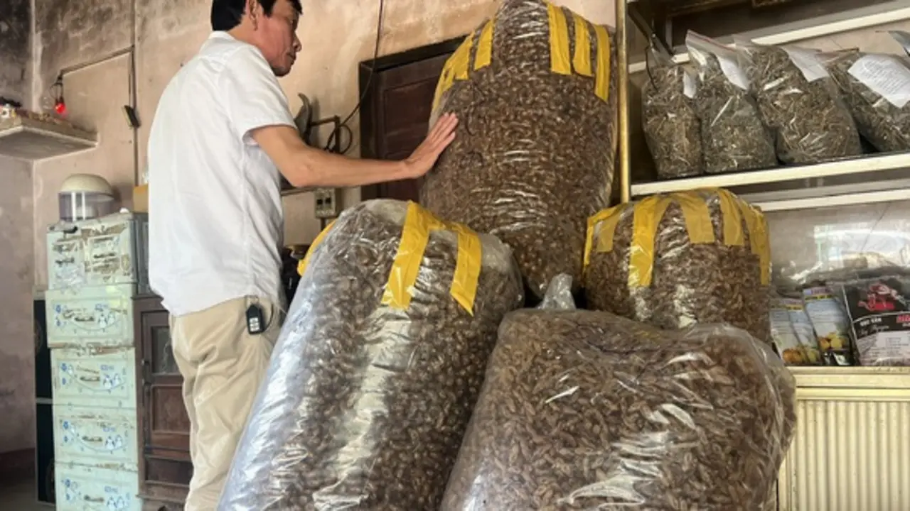 Thu mua xác ve sầu ở Tây nguyên "là hiện tượng lạ'?