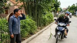 Tôi đau xót chặt bỏ hàng rào tre trước cửa nhà